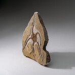 Genuine Ophiuroidea Brittle Star Fossil // 3.5 lbs