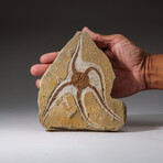 Genuine Ophiuroidea Brittle Star Fossil // 3.5 lbs
