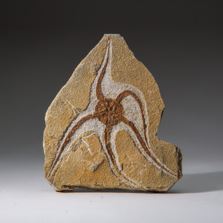 Genuine Ophiuroidea Brittle Star Fossil // 3.5 lbs