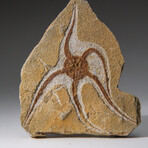 Genuine Ophiuroidea Brittle Star Fossil // 3.5 lbs