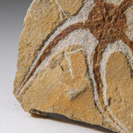 Genuine Ophiuroidea Brittle Star Fossil // 3.5 lbs