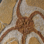 Genuine Ophiuroidea Brittle Star Fossil // 3.5 lbs