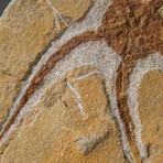 Genuine Ophiuroidea Brittle Star Fossil // 3.5 lbs