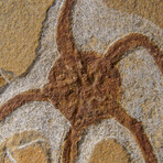 Genuine Ophiuroidea Brittle Star Fossil // 3.5 lbs