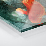 Fantail I Print on Acrylic Glass by Alicia Ludwig (16"H x 24"W x 0.25"D)