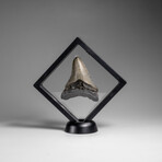 Genuine Megalodon Shark Tooth in Display Box // 53.2 g