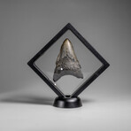 Genuine Megalodon Shark Tooth in Display Box // 67.2 g