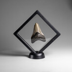 Genuine Megalodon Shark Tooth in Display Box // 37.3 g