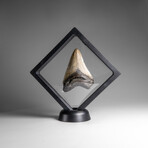 Genuine Megalodon Shark Tooth in Display Box // 46.2 g