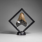Genuine Megalodon Shark Tooth in Display Box // 74.6 g