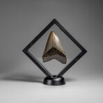 Genuine Megalodon Shark Tooth in Display Box // 48.2 g