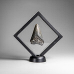Genuine Megalodon Shark Tooth in Display Box // 258.9 g