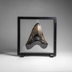Genuine Megalodon Shark Tooth in Display Box // 258.9 g