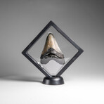 Genuine Megalodon Shark Tooth in Display Box // 70.0 g