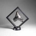Genuine Megalodon Shark Tooth in Display Box // 66.4 g