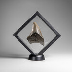 Genuine Megalodon Shark Tooth in Display Box // 33.4 g