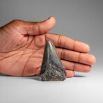 Genuine Megalodon Shark Tooth in Display Box // 258.9 g