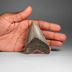 Genuine Megalodon Shark Tooth in Display Box // 48.2 g