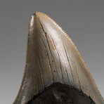 Genuine Megalodon Shark Tooth in Display Box // 33.4 g