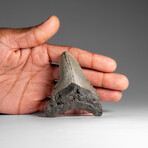 Genuine Megalodon Shark Tooth in Display Box // 53.2 g