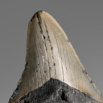 Genuine Megalodon Shark Tooth in Display Box // 53.2 g