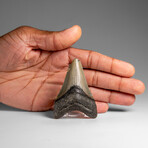 Genuine Megalodon Shark Tooth in Display Box // 37.3 g