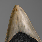 Genuine Megalodon Shark Tooth in Display Box // 48.2 g