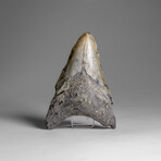 Genuine Megalodon Shark Tooth in Display Box // 67.2 g