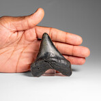 Genuine Megalodon Shark Tooth in Display Box // 66.4 g