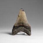 Genuine Megalodon Shark Tooth in Display Box // 37.3 g