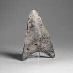 Genuine Megalodon Shark Tooth in Display Box // 67.2 g