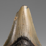 Genuine Megalodon Shark Tooth in Display Box // 37.3 g