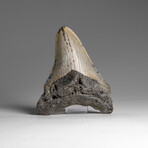 Genuine Megalodon Shark Tooth in Display Box // 53.2 g