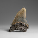 Genuine Megalodon Shark Tooth in Display Box // 33.4 g