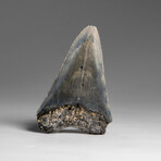 Genuine Megalodon Shark Tooth in Display Box // 258.9 g