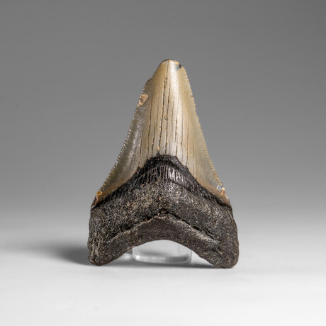 Genuine Megalodon Shark Tooth in Display Box // 37.3 g