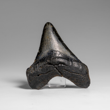 Genuine Megalodon Shark Tooth in Display Box // 66.4 g