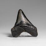 Genuine Megalodon Shark Tooth in Display Box // 66.4 g