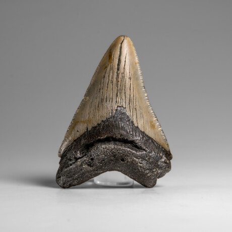 Genuine Megalodon Shark Tooth in Display Box // 46.2 g