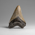 Genuine Megalodon Shark Tooth in Display Box // 46.2 g