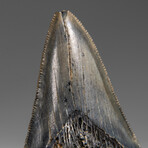 Genuine Megalodon Shark Tooth in Display Box // 258.9 g