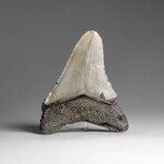Genuine Megalodon Shark Tooth in Display Box // 53.2 g