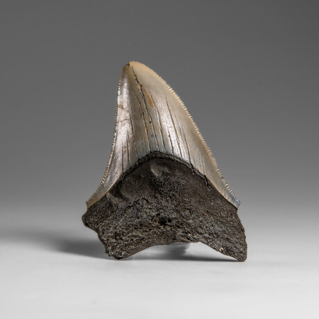 Genuine Megalodon Shark Tooth in Display Box // 33.4 g