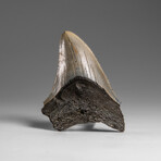Genuine Megalodon Shark Tooth in Display Box // 33.4 g