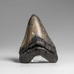 Genuine Megalodon Shark Tooth in Display Box // 70.0 g