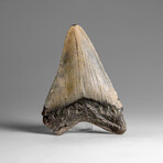 Genuine Megalodon Shark Tooth in Display Box // 46.2 g