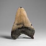 Genuine Megalodon Shark Tooth in Display Box // 74.6 g