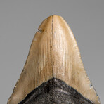 Genuine Megalodon Shark Tooth in Display Box // 74.6 g