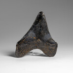 Genuine Megalodon Shark Tooth in Display Box // 66.4 g