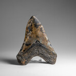 Genuine Megalodon Shark Tooth in Display Box // 258.9 g